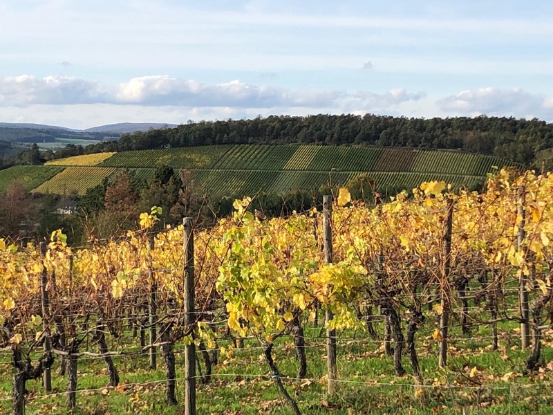 Weinberg-Impressionen