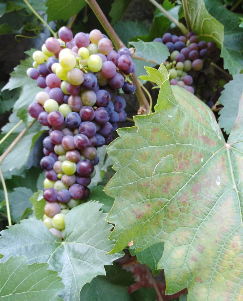 Weintrauben_2